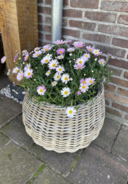 Großer, kugelförmiger Blumentopf (58 x 43 cm)