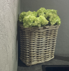 Hortensia wit/groen (set van 2 stuks)
