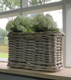 Hortensie weiß (2er-Set)