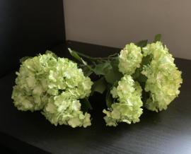 Hortensia wit/groen (set van 2 stuks)