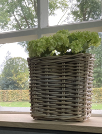 Hortensia wit/groen (set van 2 stuks)