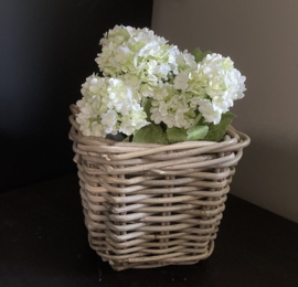Hortensia wit (1 stuk)