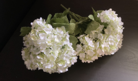Hortensia wit (set van 2 stuks)