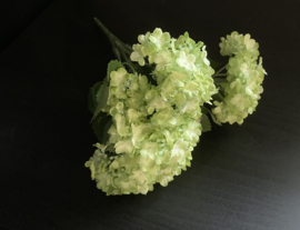 Hortensia wit/groen (1 stuk)