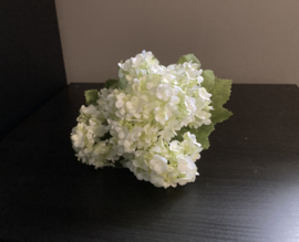 Hortensia wit (1 stuk)