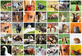 Dierenstickers 1 (foto)