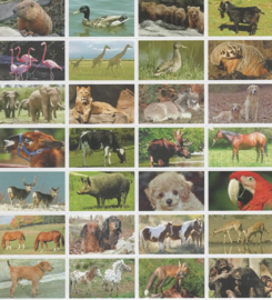 Dieren