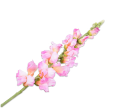 LEEUWEBEK LICHT ROZE