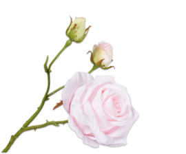 ROOS TAK ROZE 59 cm