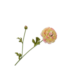 RANONKEL STEEL ROZE WIT