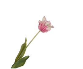 PAPEGAAITULP STEEL ROZE & WIT