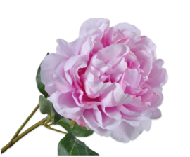PIOEN STEEL ROZE