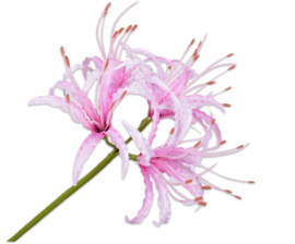 NERINE TAK LICHT ROZE