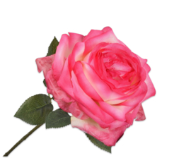 ROOS STEEL ROZE