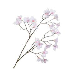 RHODODENDRON TAK WIT