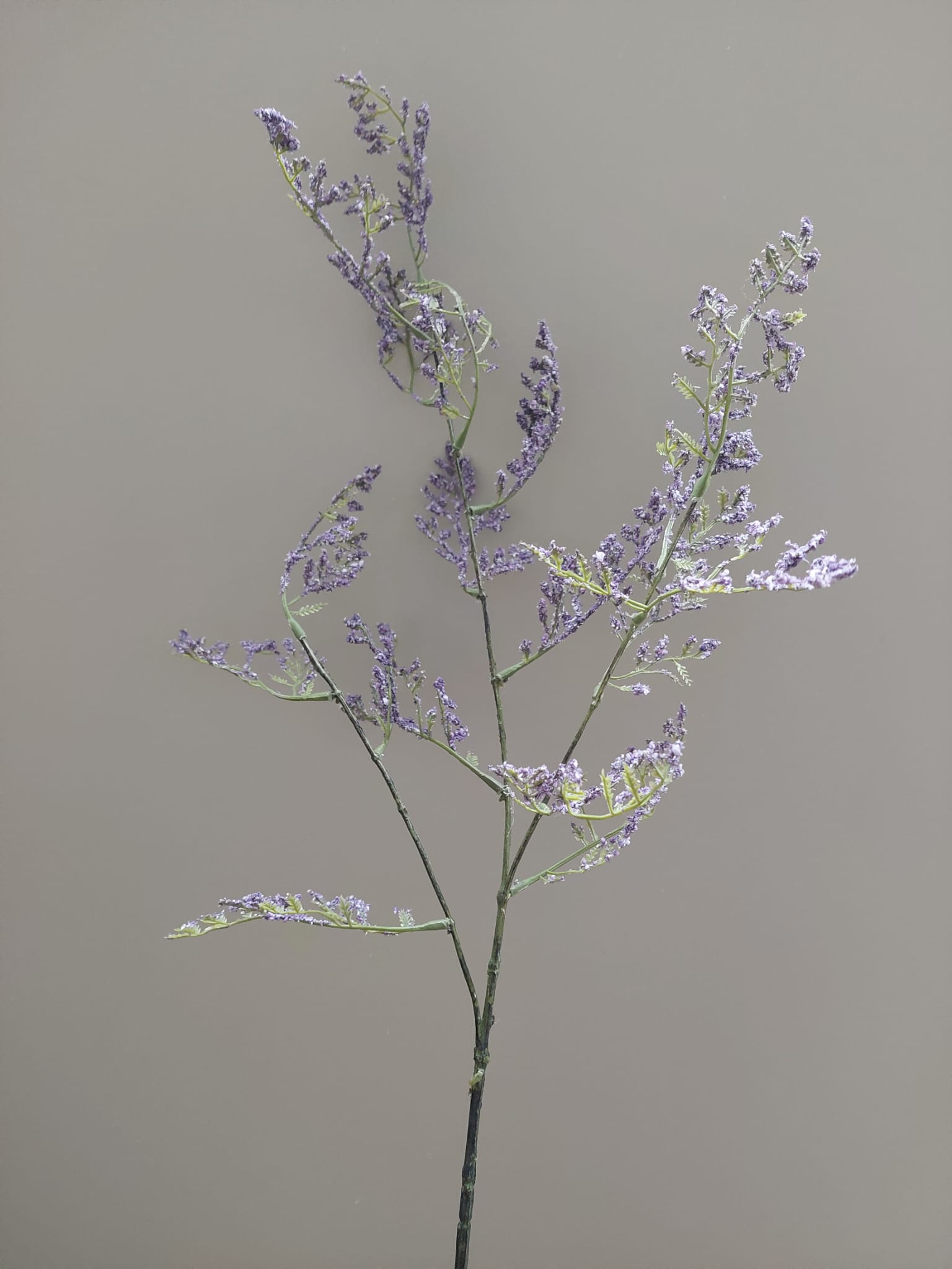 Limonium 90 cm