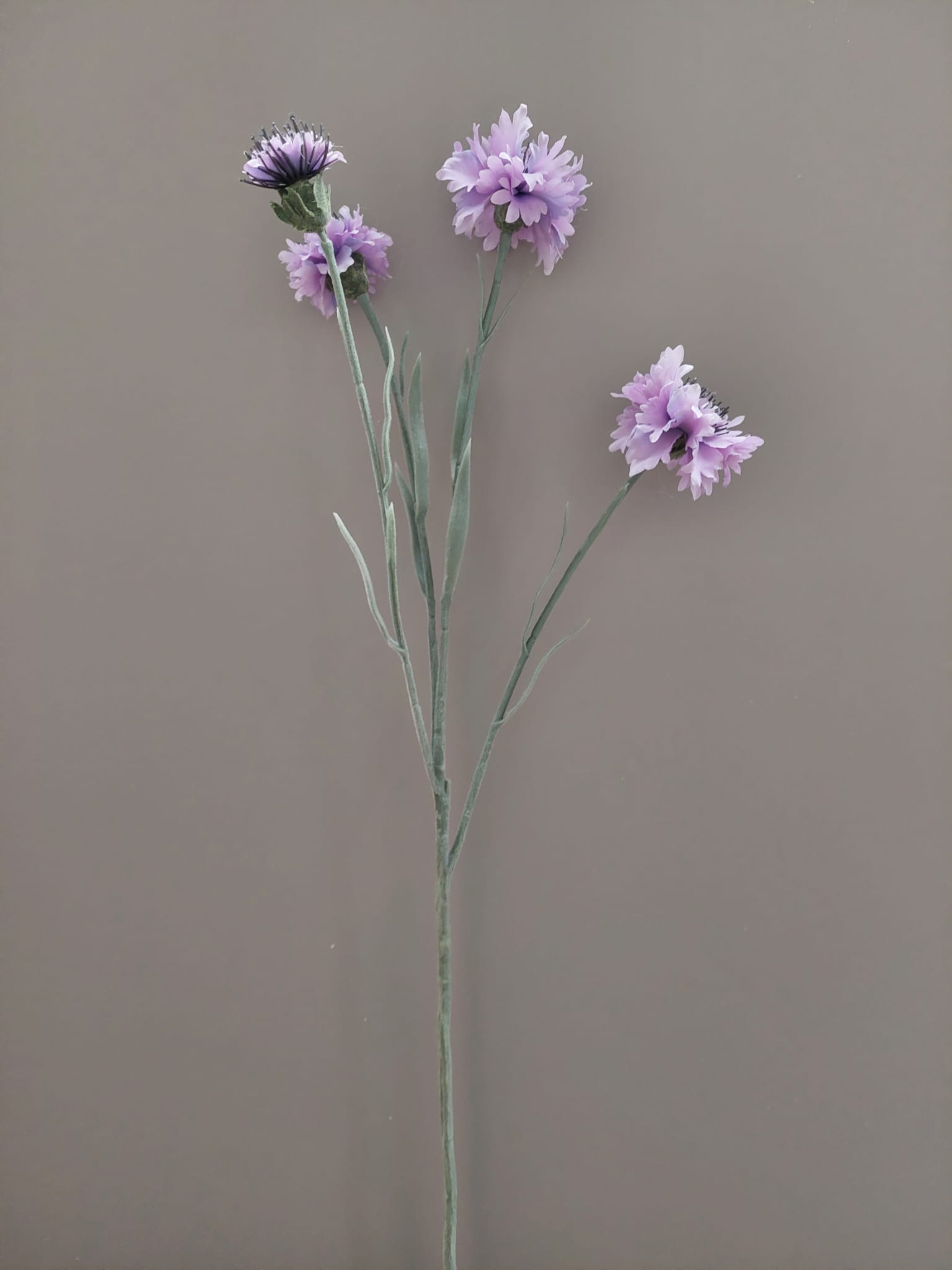 Korenbloem paars 61 cm
