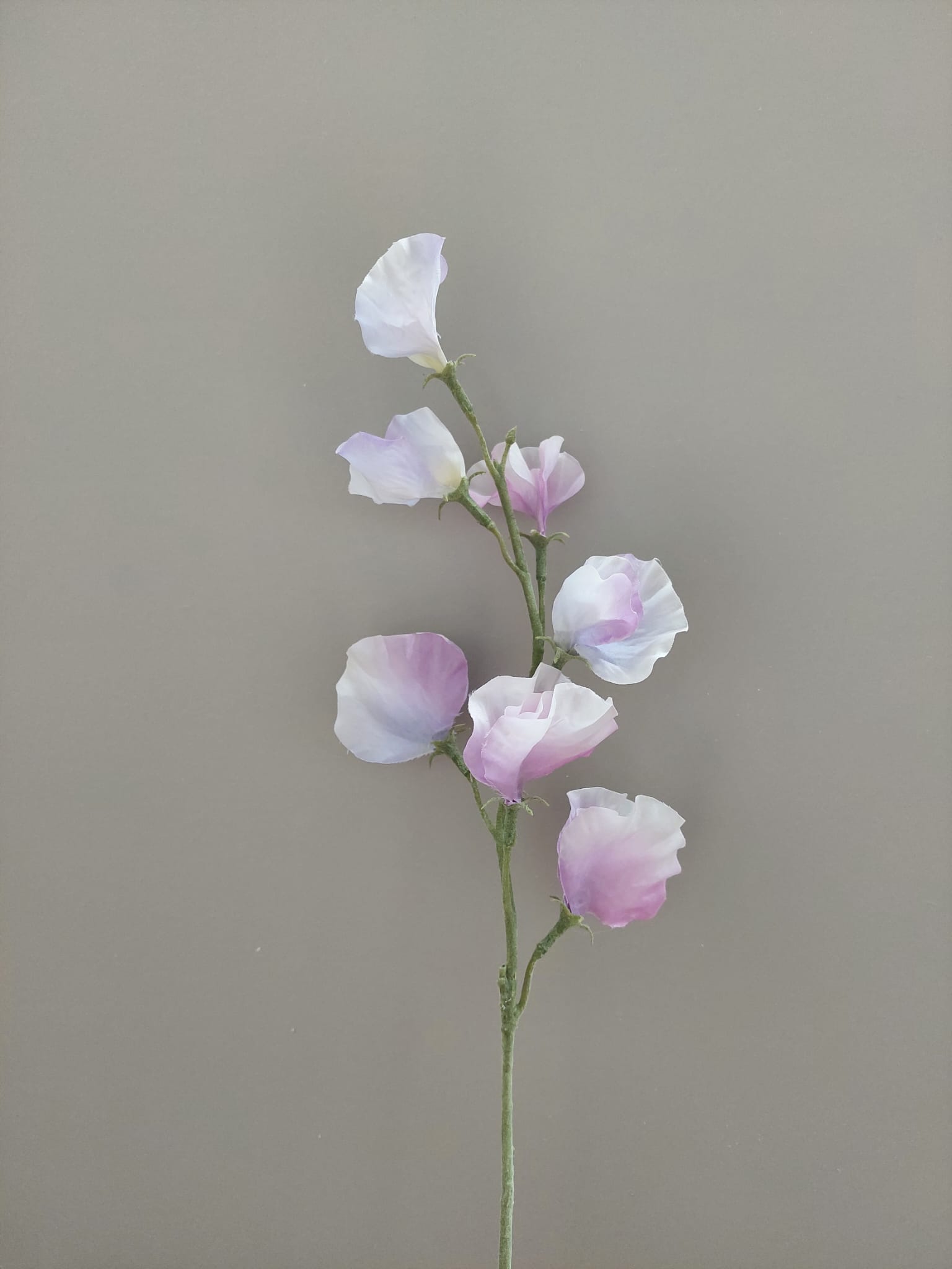 Lathyrus paars 56 cm