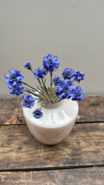 Korenbloem licht blauw 60cm