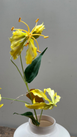 Gloriosa Spray 82cm