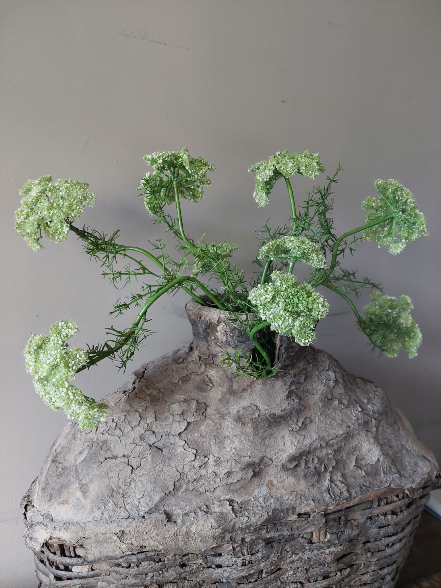 Fluitekruid 72 cm