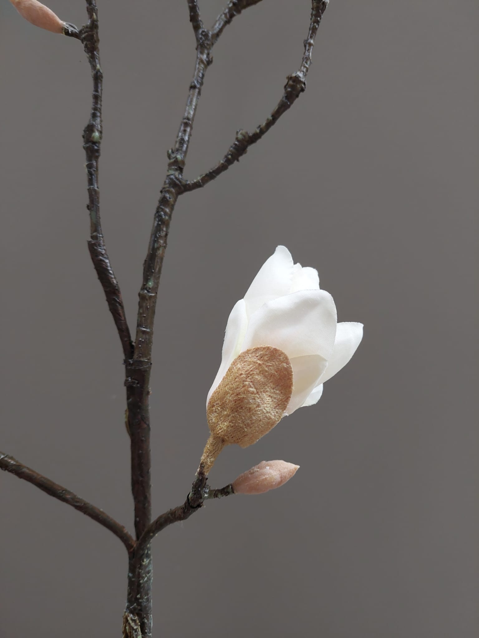 Magnolia 81 cm