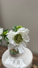 Scabiosa wit 71cm