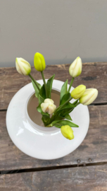 Tulpen in knop 7 stuks