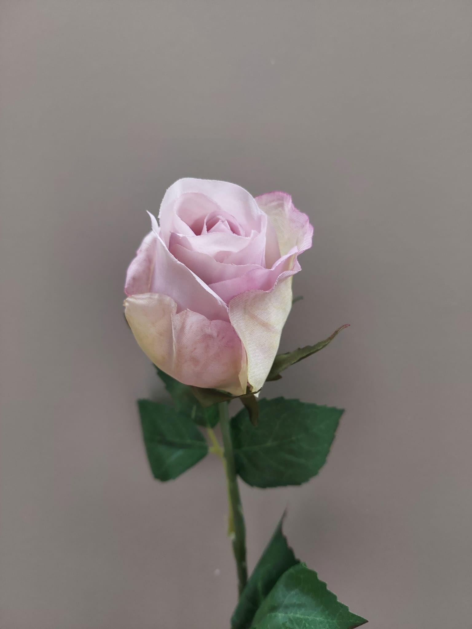 Roos paars/roze 55 cm