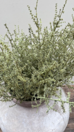 Asparagus 73cm
