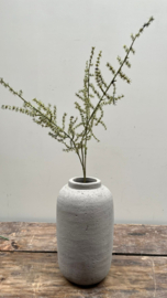 Asparagus 73cm