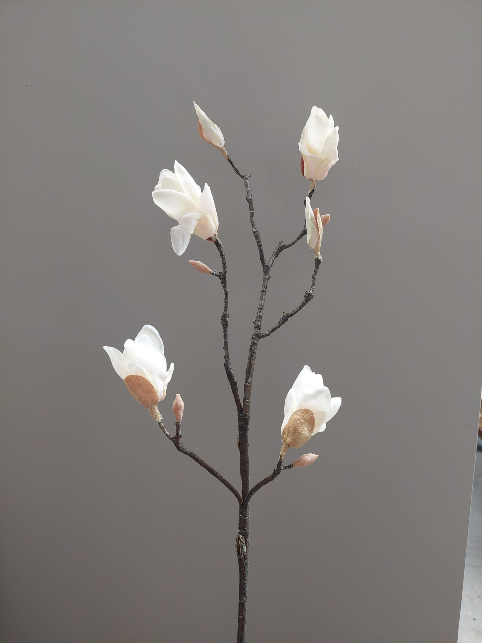 Magnolia 81 cm