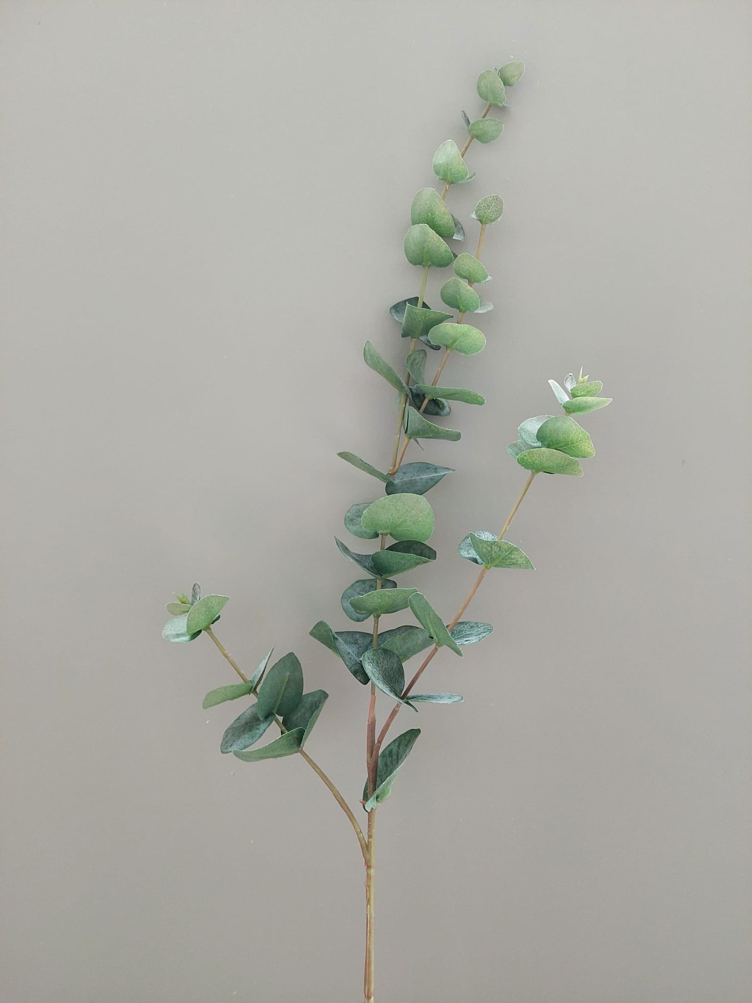 Eucalyptus 81 cm