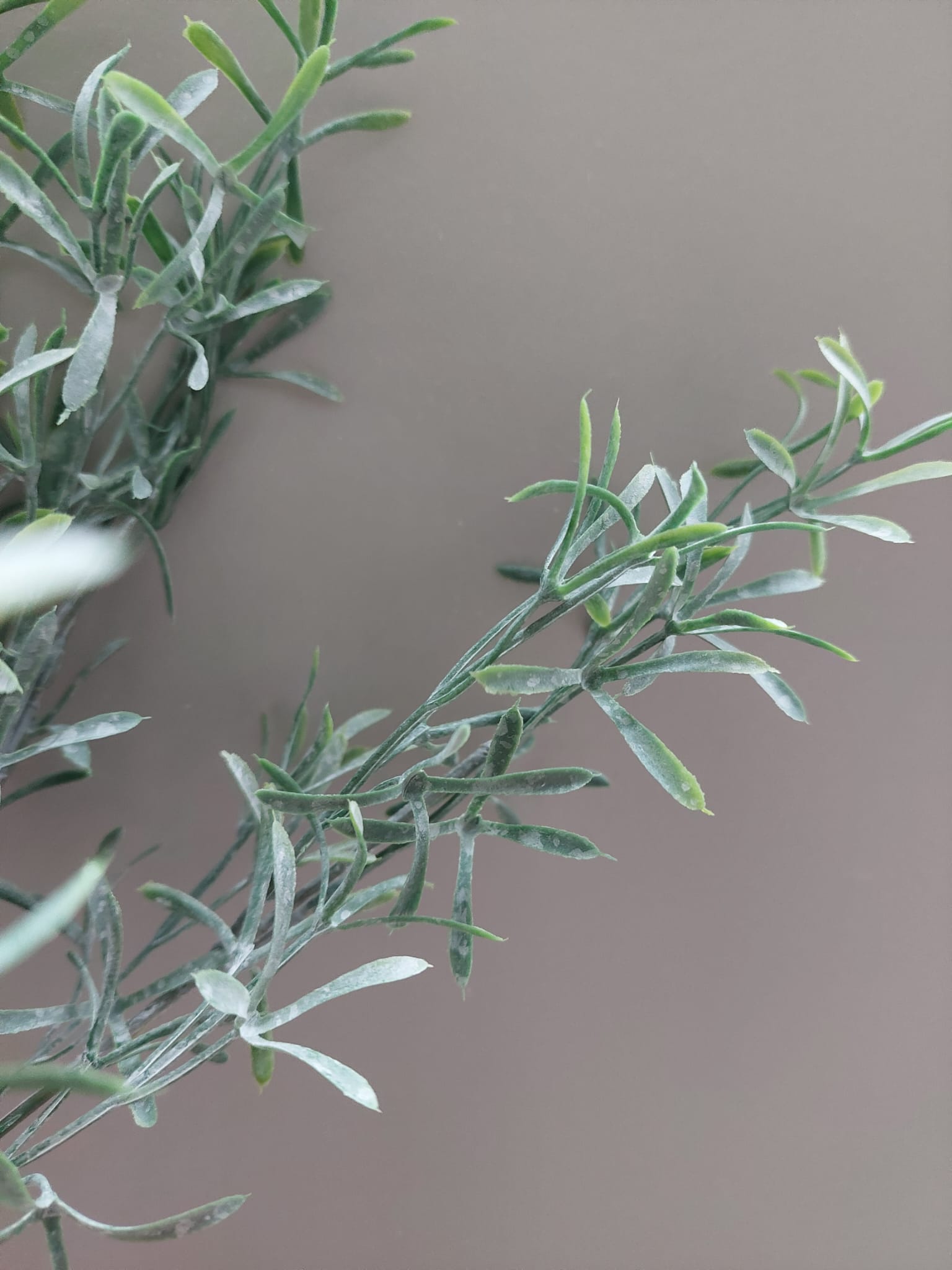 Asparagus bush 37 cm