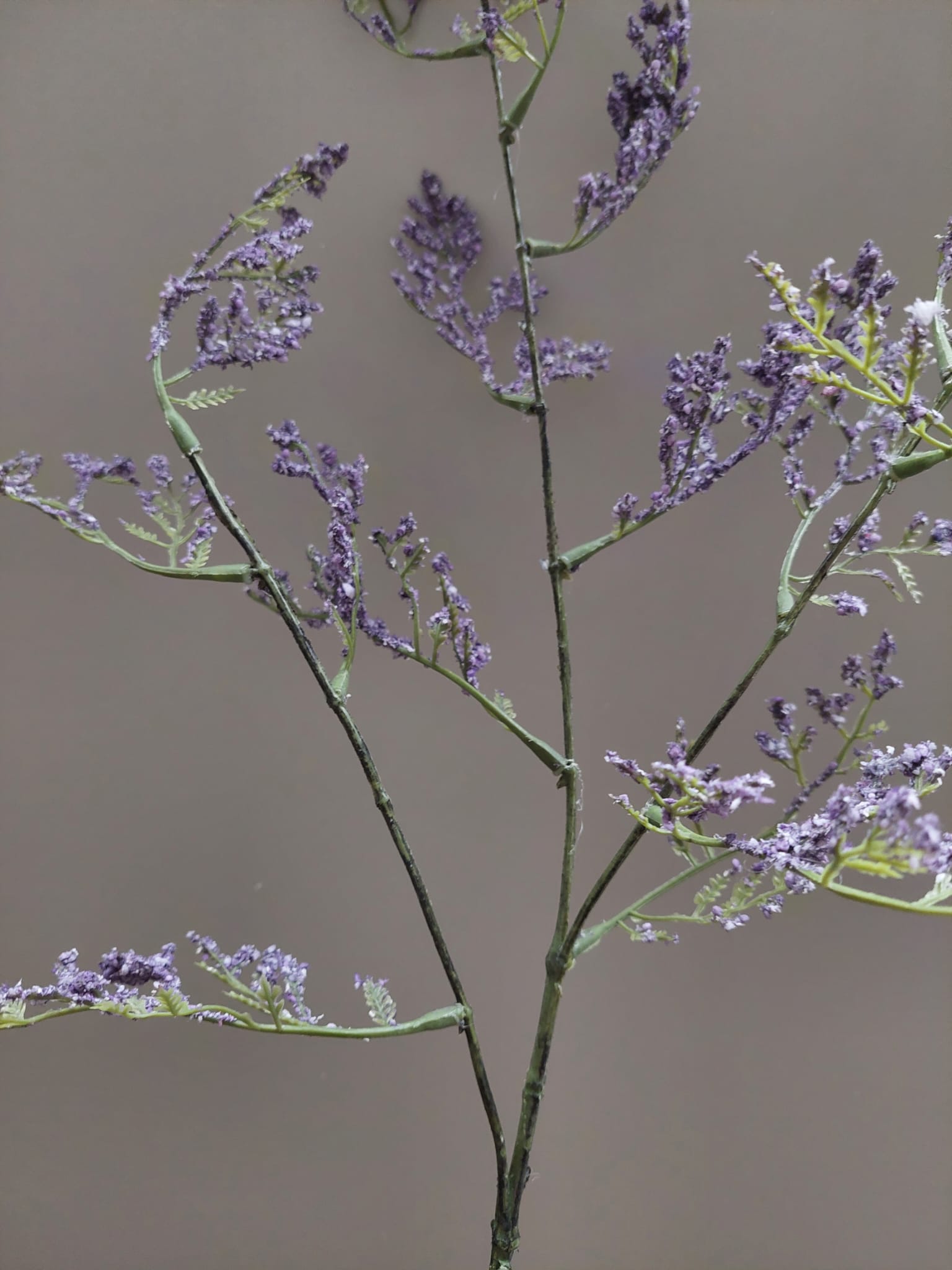 Limonium 90 cm