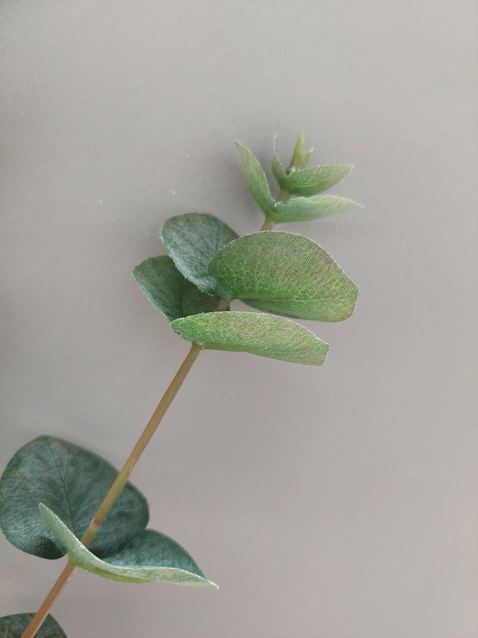Eucalyptus 81 cm