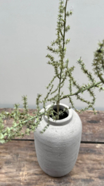 Asparagus 73cm