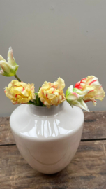 Papegaai tulpen 5 stuks