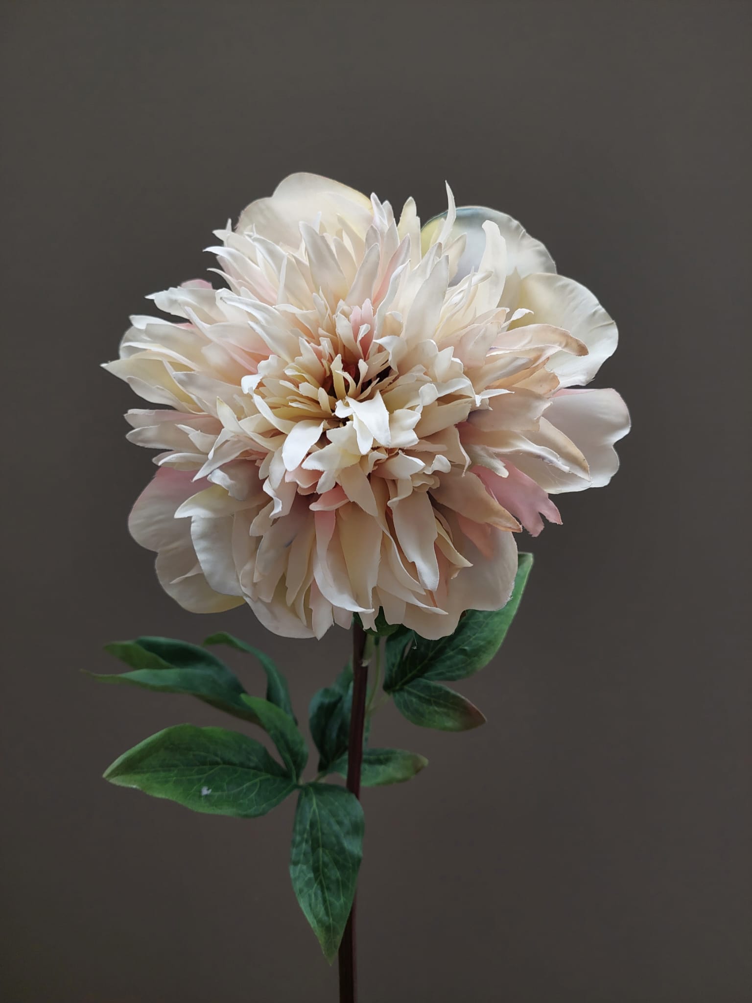 Pioen 62 cm