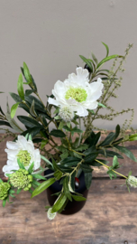 Basis boeket met asparagus, witte distels, olijftak en scabiosa