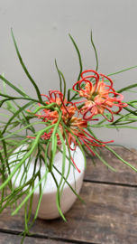 Spider Grevillea tak 91cm