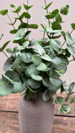 Eucalyptus 87cm