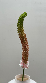 Eremurus 84cm