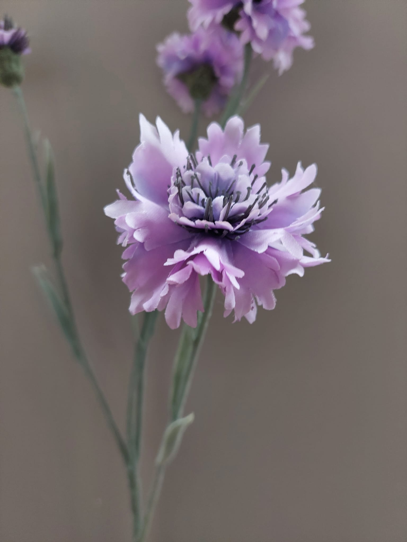 Korenbloem paars 61 cm