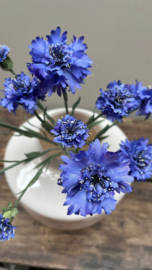 Korenbloem licht blauw 60cm