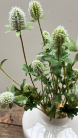 Witte distel 71cm