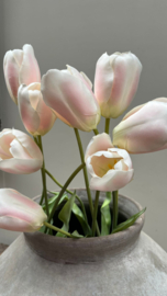 Franse tulpen 74cm