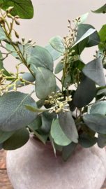 Eucalyptus bes 100cm