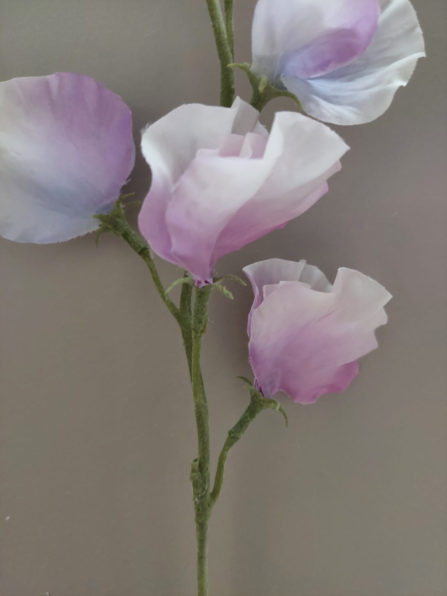 Lathyrus paars 56 cm