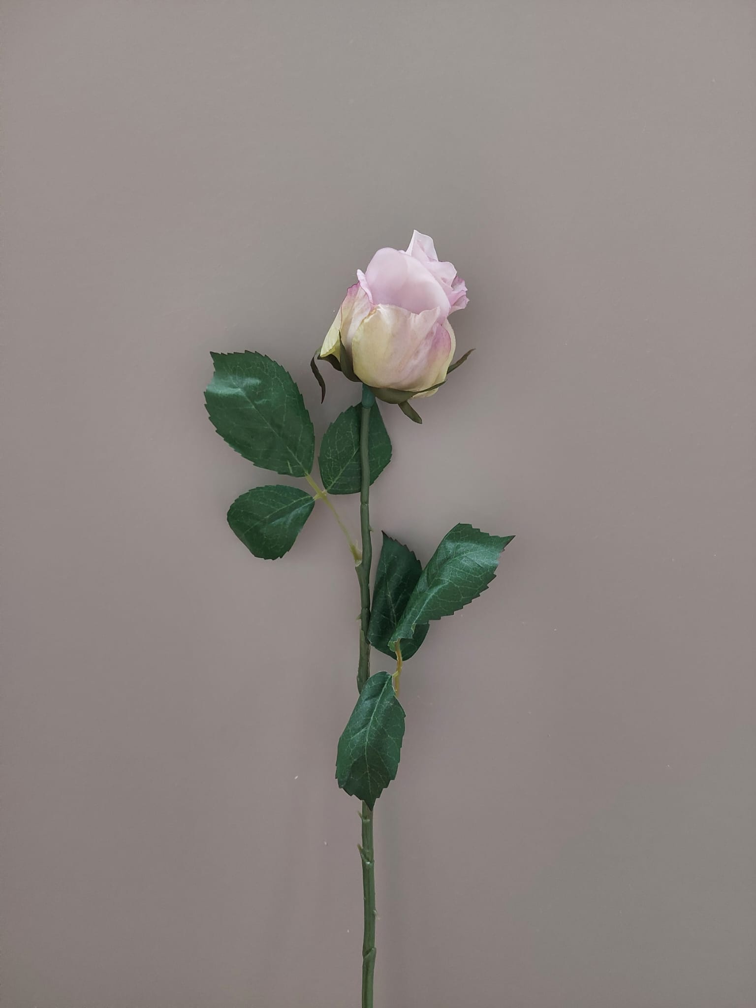 Roos paars/roze 55 cm